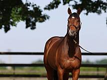 Gestüt Ebbesloh: Fantastic Moon