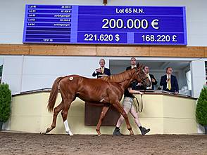 Kat.-Nr. 65 N.N. a.d. Darshana wird für 200.000 Euro an Liberty Racing 2024 verkauft