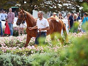 Kat.-Nr. 107 N.N. a.d. Asoof wird für 140.000 Euro an Liberty Racing 2024 verkauft