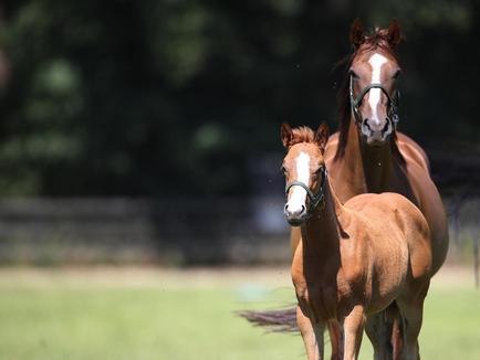 Liberty Breeding 2023 founded - Breed tomorrow's with us!
