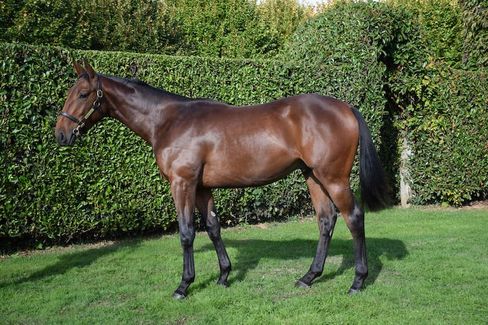 Platin Moon als Jährling auf der Auktion in Frankreich