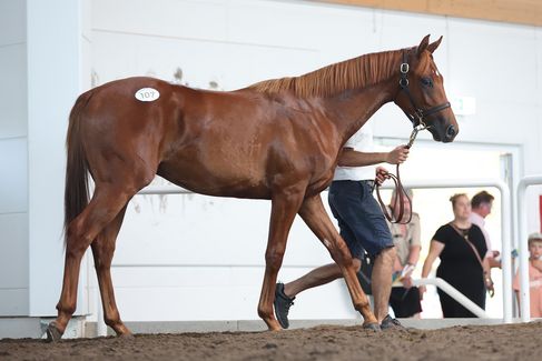 Kat.-Nr. 107 N.N. a.d. Asoof wird für 140.000 Euro an Liberty Racing 2024 verkauft