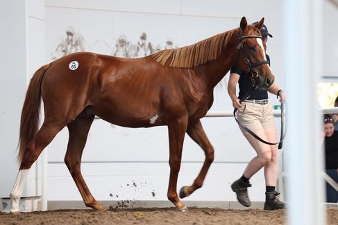 BBAG-Auktion: Lot 65 N.N. a.d. Darshana