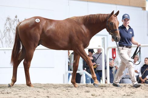 N.N. a.d. Hey little Görl (Kat. No 74 )