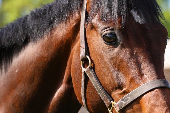 Kämpfer SALITOS großartiger dritter im 143. Derby Italiano 