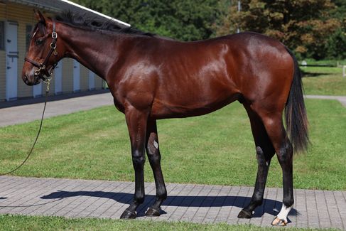 N.N. a.d. Sacre Fleur