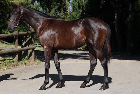 Gestüt Ohlerweiherhof: Kat-Nr. 186 Werdagne