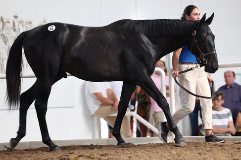 BBAG-Auktion: Lot 53 N.N. a.d. Weetamoo