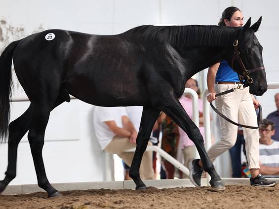 Winnetou (FR)