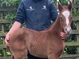 A colt - first foal for LIBERTY BREEDING!