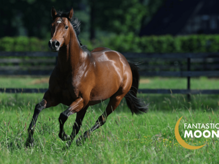 It's a boy! Ein kleiner FANTA für ABADAN und Liberty Breeding 2023