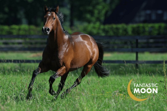 It's a boy! Ein kleiner FANTA für ABADAN und Liberty Breeding 2023