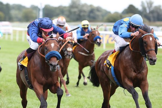 Strong Runner-up! Zauberkönig with impressive fighting spirit in BBAG Auction Race at Baden-Baden