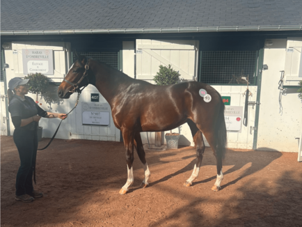 Liberty Racing acquires Zarak colt at Arqana for Liberty Racing 2024 Platin