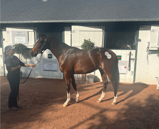 Liberty Racing acquires Zarak colt at Arqana for Liberty Racing 2024 Platin