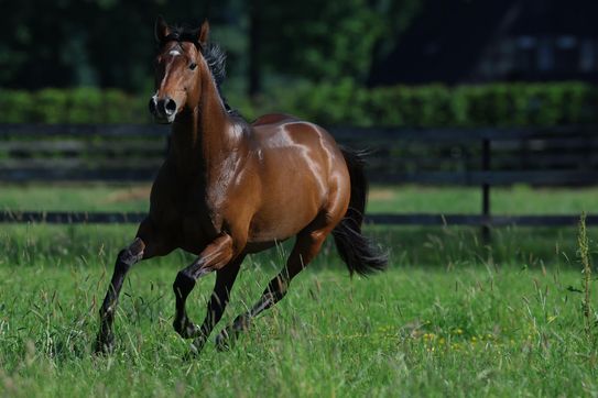 It's a boy! Ein kleiner FANTA für ABADAN und Liberty Breeding 2023