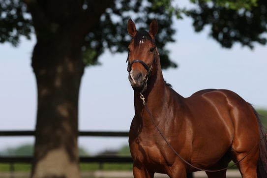 It's a Fantastico! Fantastic Moon's first progeny has landed