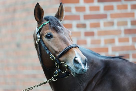 Stallion Fantastic Moon - Start of a new career!