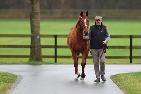 Liberty Breedings SALVE LE MEER als erste Stute tragend von Fantastic Moon