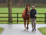 Liberty Breedings SALVE LE MEER first mare to be in foal to Fantastic Moon
