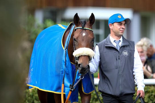 Derby winner Palladium 1.4 mio top seller at Arqana Arc Sale for Liberty Racing 2022