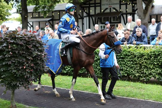 142. Deutsches St. Leger (Gr.3) – KAIROS belegt hervorragenden vierten Platz im Steher-Klassiker