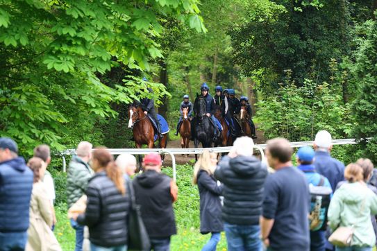 Viel Freude und Streicheleinheiten beim Besuch der Rennställe