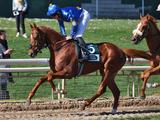 2023 Syndicates on course for the 2025 Derby: Diamond Spirit, Warasch, Antinori and Amico