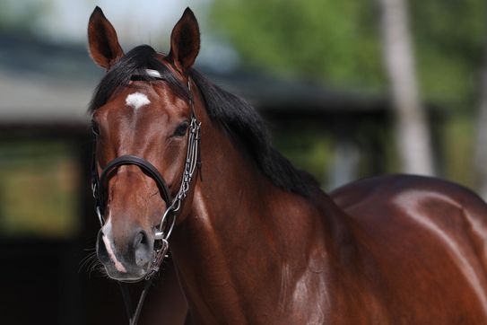 Stud fee at 9.000 €, pedigree analysis for your mare and a FANTAstic syndicate 2027