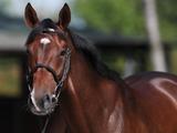 Stud fee at 9.000 €, pedigree analysis for your mare and a FANTAstic syndicate 2027