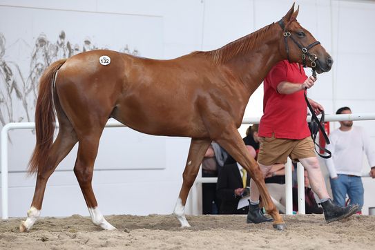 Liberty Racing 2026: Trainers and horse distributions settled for the coming season