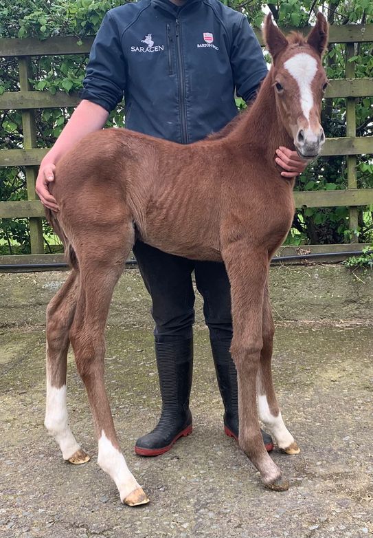 Ein Hengst - erstes Fohlen für LIBERTY BREEDING!