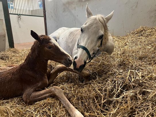 Liberty Breeding celebrates! ABADAN gives birth to filly by Cracksman